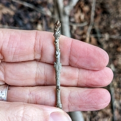 Chionanthus virginicus