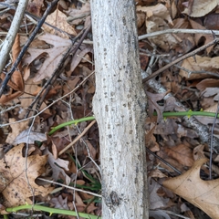 Chionanthus virginicus