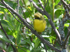 Pseudocolopteryx acutipennis