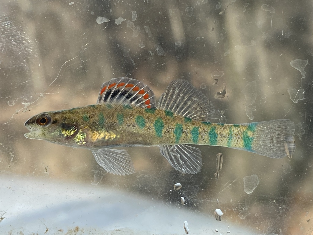 Slough Darter