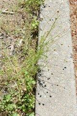Sanguisorba occidentalis
