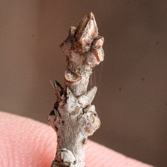 Chionanthus virginicus