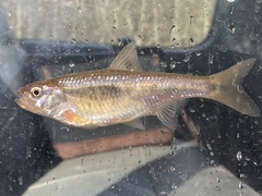 Luxilus chrysocephalus