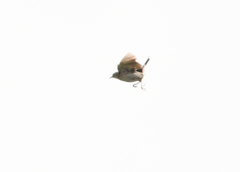 Anthus hellmayri