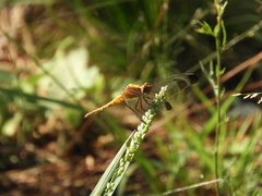 Erythrodiplax atroterminata