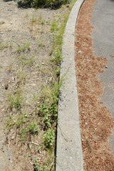 Sanguisorba occidentalis