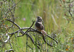 Phacellodomus striaticeps