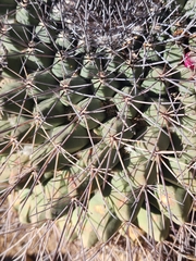 Mammillaria melanocentra melanocentra