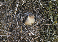 Phacellodomus striaticeps