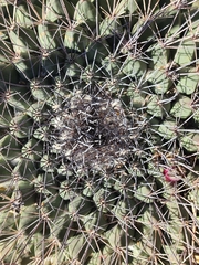 Mammillaria melanocentra melanocentra