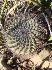Mammillaria melanocentra melanocentra