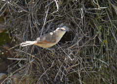 Phacellodomus striaticeps