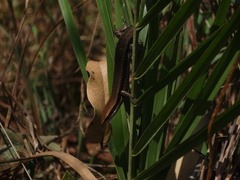 Notomabuya frenata