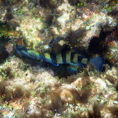 Acanthistius cinctus