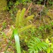 Carex multispicata - Photo (c) Cesar Ormazabal, some rights reserved (CC BY-NC), uploaded by Cesar Ormazabal