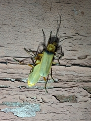 Chauliognathus maculaticeps