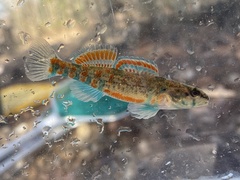 Etheostoma collettei