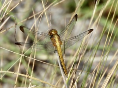 Erythrodiplax atroterminata