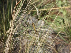 Erythrodiplax atroterminata