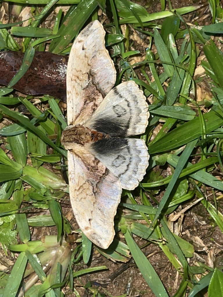 Molippa sabina
