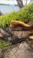 Crepidotus mollis