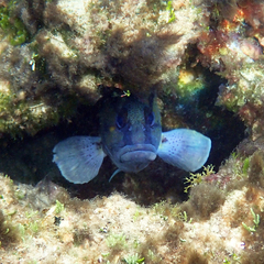 Acanthistius cinctus