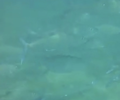 Azurina multilineata