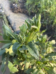 Helminthotheca echioides