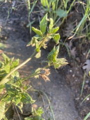 Helminthotheca echioides