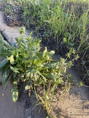 Helminthotheca echioides