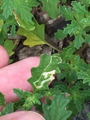 Liriomyza chenopodii