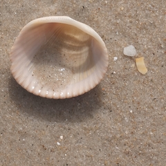 Lunarca ovalis