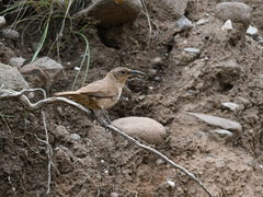 Upucerthia validirostris