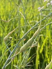 Raphanus sativus
