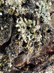 Physcia adscendens
