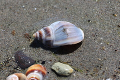 Buccinastrum deforme