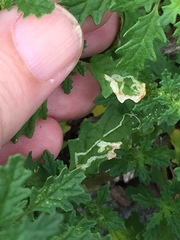 Liriomyza chenopodii