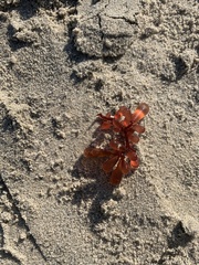 Botryocladia pseudodichotoma