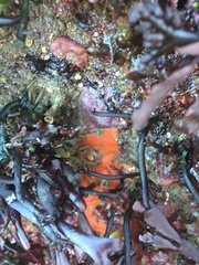 Botrylloides violaceus