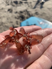 Botryocladia pseudodichotoma