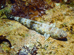 Saurida gracilis