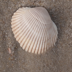 Lunarca ovalis