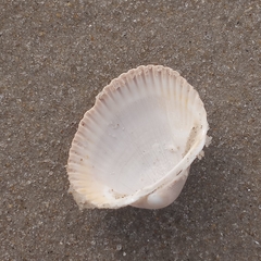 Lunarca ovalis
