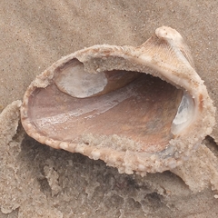 Noetia ponderosa