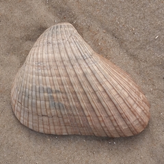 Noetia ponderosa
