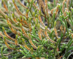 Selaginella arenicola