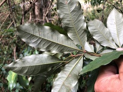 Heritiera trifoliolata