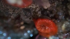 Balanophyllia elegans