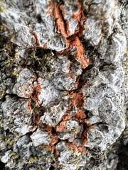 Phlebia radiata