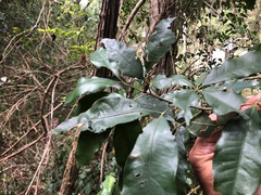 Heritiera trifoliolata